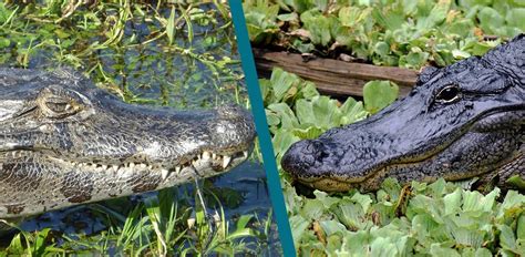  Caiman! Det är en förbluffande kombination av reptilisk graciöshet och krokodilens råa kraft!