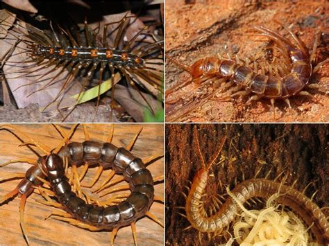  Centiped! Ett djupdyk i den snabbfotade världen av hundrafot