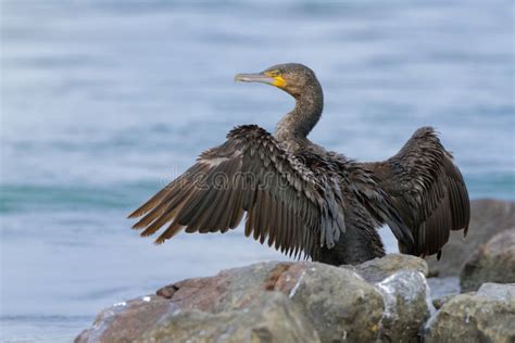  Cormorant! En Skarpögd Dykare Med Ett Märkligt Torkningsknep