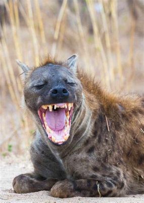  Hyena – En lekfull dödare som kan gnälla, skratta och jama samtidigt!