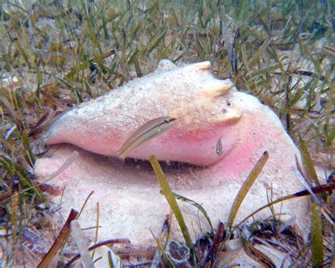 Queen Conch! A Magnificent Mollusk That Makes Its Home on Sandy Bottoms and Thrives in Tropical Waters