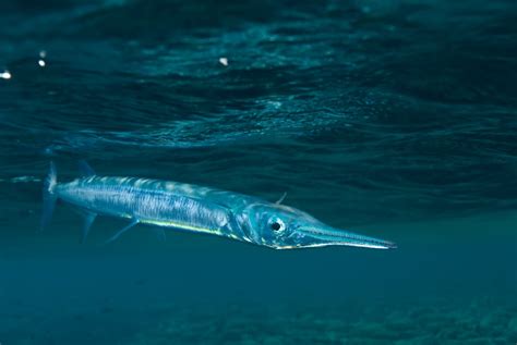  Några fiskar som verkligen är rara! Den nödvändiga näbbgäddan är en fisk som lever i det östra Stilla havet och den är känd för sitt karakteristiska utseende