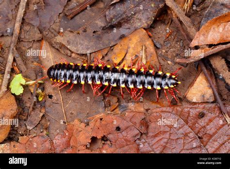  Yellow-Spotted Millipede: Discover This Colorful Crawly That Thrives in Humid Undergrowth!