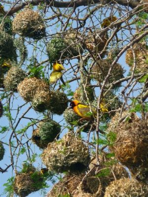  Ugandan Weaverbird - En vävkonstnär som spinner sofistikerade bon för att imponera på sina utvalda damer!